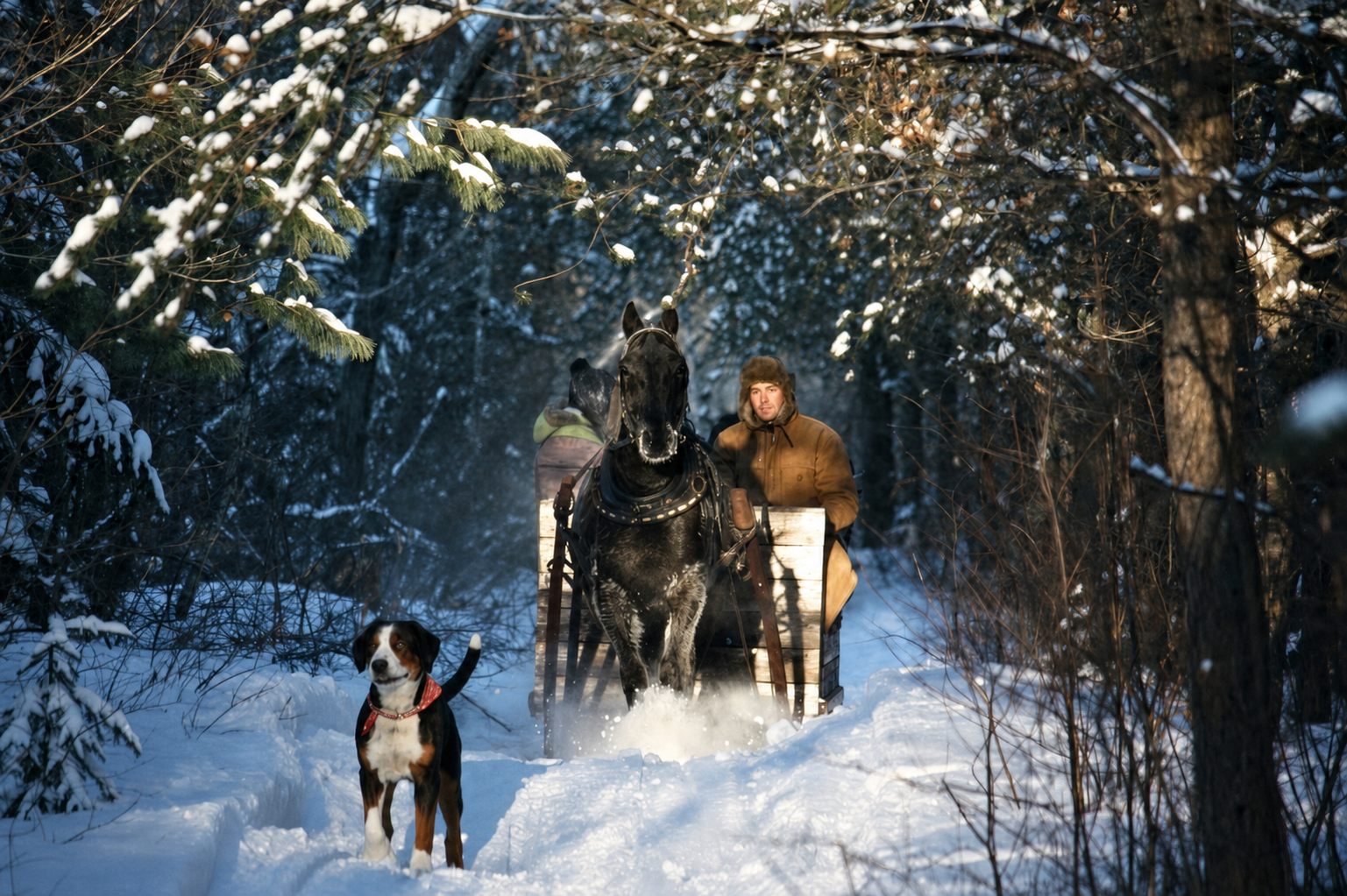 Tucson running in the snow in front of a horse-drawn sleigh through a snowy Quebec forest